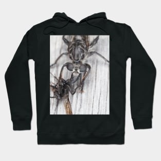 Robber fly with prey Hoodie